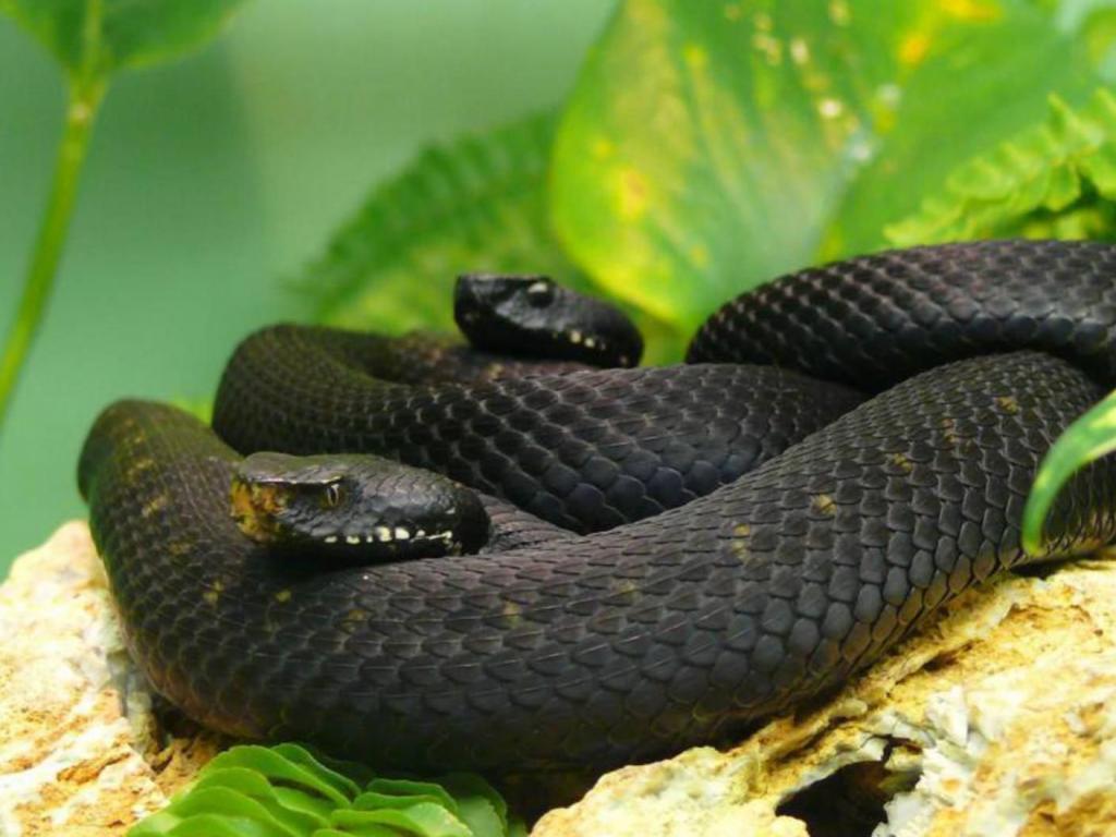 Две черные переплетенные змеи лежат на зеленых листьях